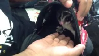 That sugar glider bite me ouch :(.   ;)