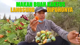 MAKAN BUAH KAKTUS ARAB YG LANGSUNG METIK DIPOHONYA