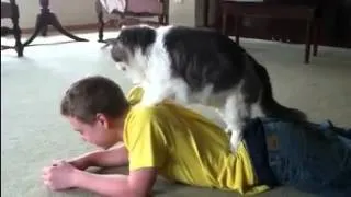 Cat massage compilation