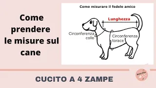 COME PRENDERE LE MISURE SUL CANE| Moda Pets cucito sartoriale per cani