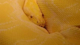 Pet Python Kills 2 Year Old in Florida