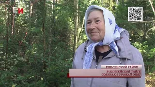 В ЕНИСЕЙСКОЙ ТАЙГЕ СОБИРАЮТ УРОЖАЙ ОПЯТ