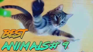 Best Animals Coub #9 | Лучшие кубы с животными #9 (Январь 2019)