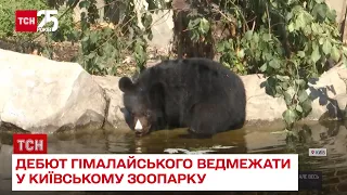 🐻 У Київському зоопарку вперше показали гімалайське ведмежа