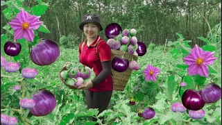 Harvesting Green brinjal to the Market to Sell Prepare meat soup! Lucia's daily life