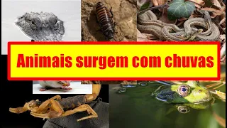 ✅Perigosos animais surgem com chuvas intensas.