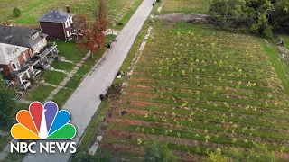 This Tree Farm Is Bringing Life Back To Detroit’s East Side | NBC Nightly News