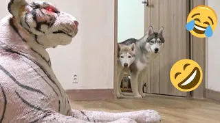 Funniest Animals 2023 😂 Best Funny Cats and Dogs 😺🐶 Part 51