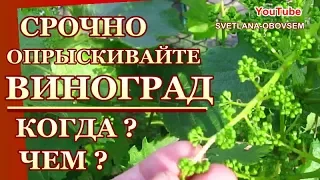 ОПРЫСКИВАНИЕ  ВИНОГРАДА ПЕРЕД ЦВЕТЕНИЯ -ОТ БОЛЕЗНИ, ОТ ВРЕДИТЕЛЕЙ..  для  СУПЕР УРОЖАЯ