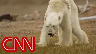 What happened to this starving polar bear?