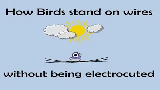 How Birds Stand on Wires | Animation