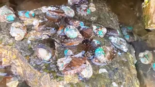 Abalone and starfish are in abundance at the beach!