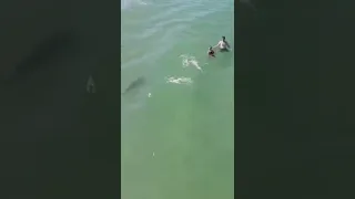 Chilling Video Shows Shark Swimming Near Daytona Beach Beachgoers