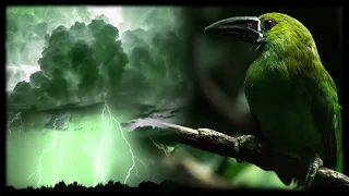 Thunderstorm / Singing Birds - Nature Sounds from Rainforest - Storm and Rain | 12 h