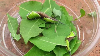 Puss Moth Caterpillars, final instar