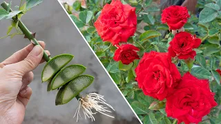 The best way to grow roses not everyone knows - Growing roses from cuttings