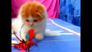 Best Funny Cat Videos Compilation 2017