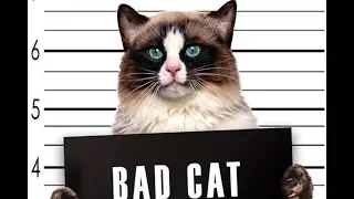 funny.animals.clips • bad cats TOP 2018 плохие котики