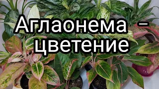 Цветение Аглаонемы