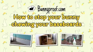 How to stop your bunny chewing your baseboards