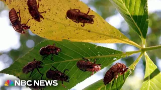 South Carolina residents calling police over noisy cicadas