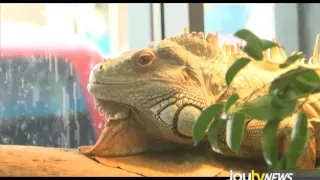 JoytvNews - The Reptile Guy