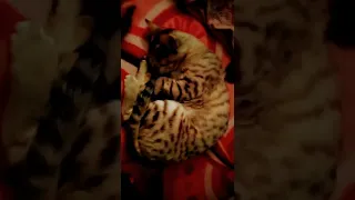 Funny Cats Sleeping in Weird Positions Compilation#shorts #youtubeshorts #viralvideo