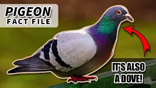 Pigeon Facts: also DOVE FACTS | Animal Fact Files