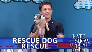 Rescue Dog Rescue With Tom Holland: Superhero Edition