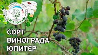 Сорт винограда Юпитер. 🍇 Описание сорта винограда Юпитер.