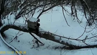 проверка капканов на куницу. результат после смены приманки.