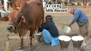 World Highest Milking 41.740 Kg Milk Record Sahiwal Cow Milk Competition Govt LES Farm Bahadar Nagar