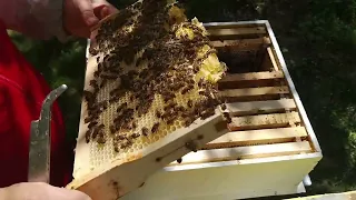 72. Se merită apicultura pe staționar? #albine #miere
