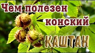 ➤ Чем полезен конский каштан ➤