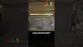 KBYN: Nakakatakot nga bang mag-alaga ng asong 'American Bully?'