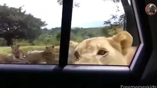Lion opening car doors meme [Magic]