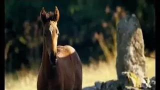 Cheval de Guerre - trailer VF