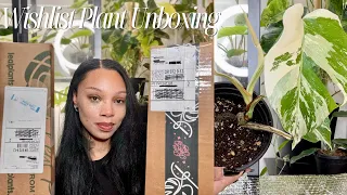 Wishlist Plant Unboxing 🌿 | Rare Plant Fairy + Amazon Import?! | Plant Mail