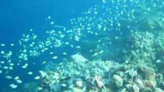 swimming with a million fishes in panagsama basdiot moalboal,cebu philippines