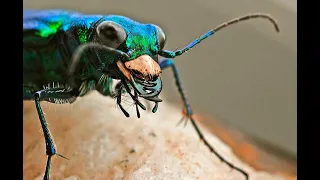 EXCLUSIVO: el insecto más rápido de la Tierra