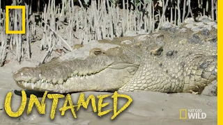 Crocs vs. Gators: Who is King? - Ep. 6 | Untamed with Filipe DeAndrade