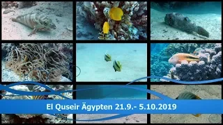 Tauchurlaub Mövenpick Resort El Quseir Ägypten