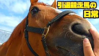 引退競走馬って一体何をして過ごしてるの？？『引退競走馬・きんちゃんの日常』【ツルマルボーイ様のシモべ】