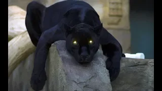 Виды черных пантер