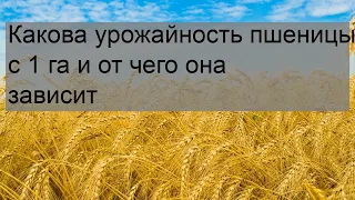 Какова урожайность пшеницы с 1 га и от чего она зависит