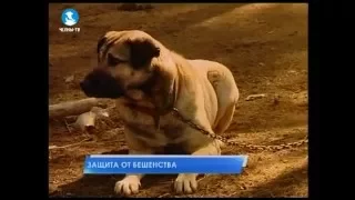 Защита от бешенства