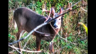 *BIG BUCK KILL* 2019 PA EARLY SEASON ARCHERY S:1 EP:1