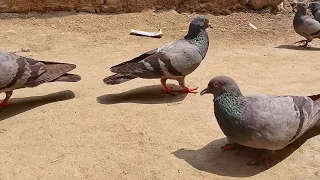 Do you know how much a happy pigeon lives in pain || pigeons videos