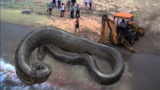 Самые Большие Змеи в Мире. Топ 10
