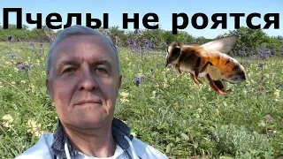 Пчелы не роятся!